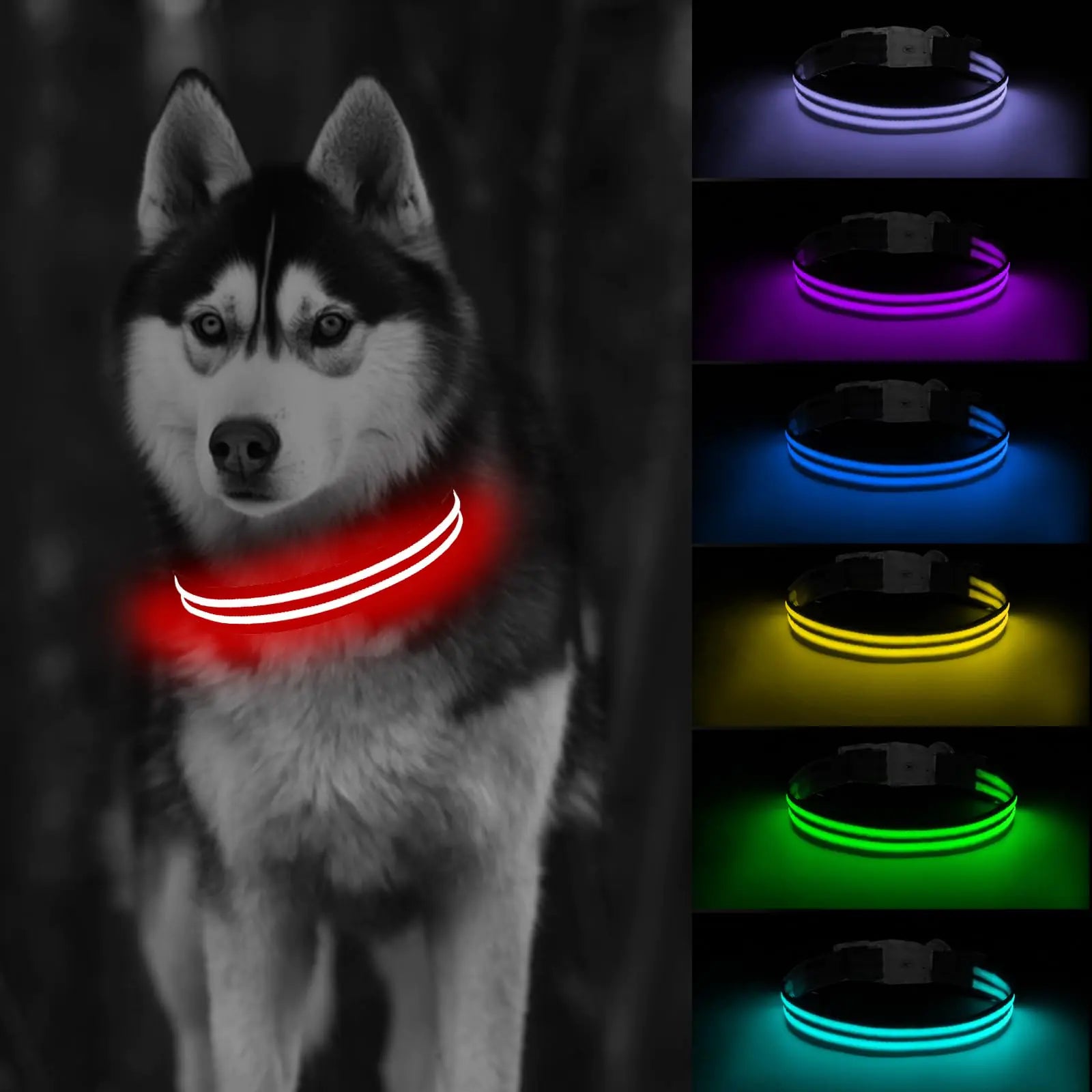 USB rechargeable LED dog collar